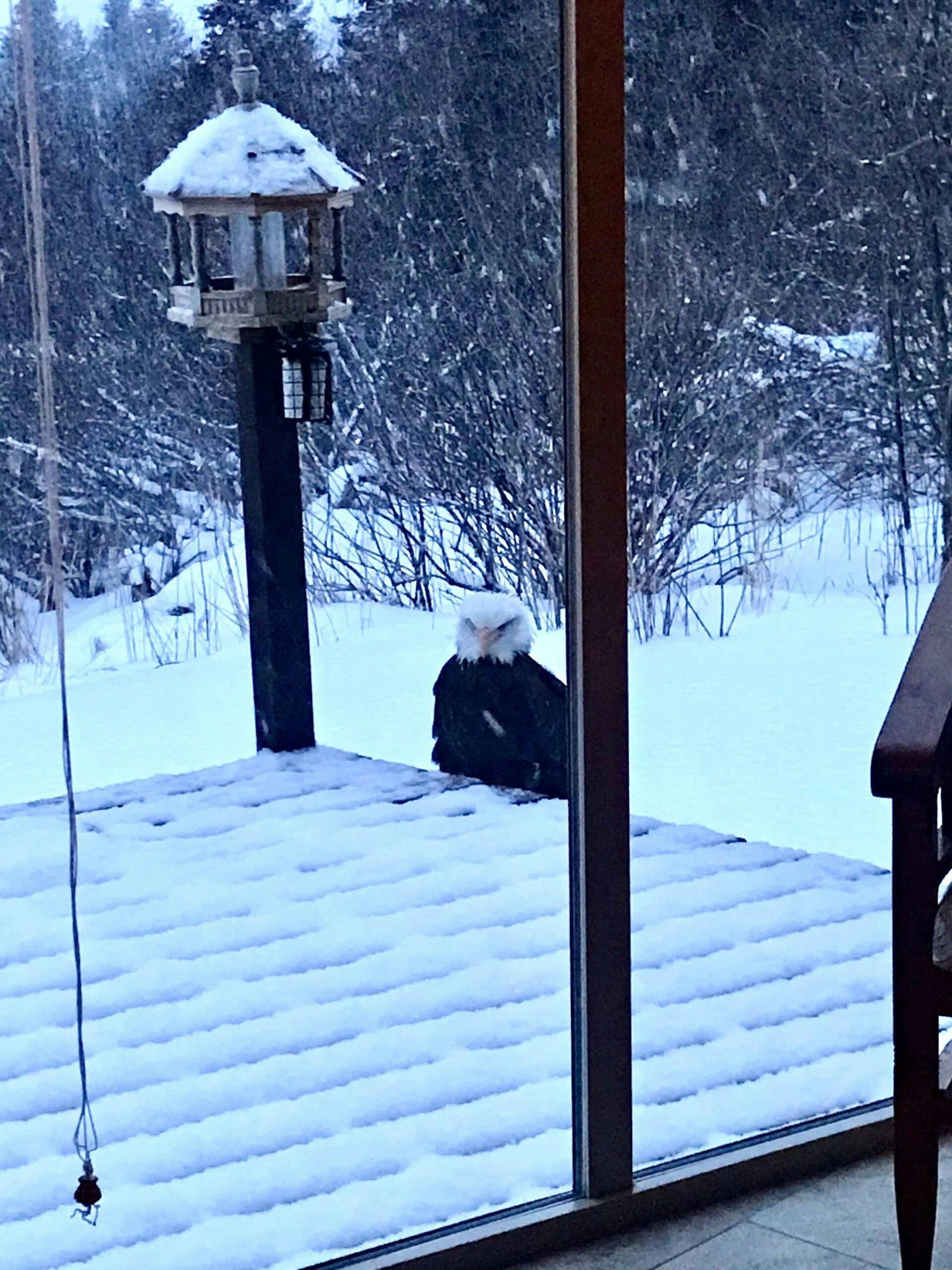 Back deck of a house with freshly fallen snow and a single hawk perched on the edge