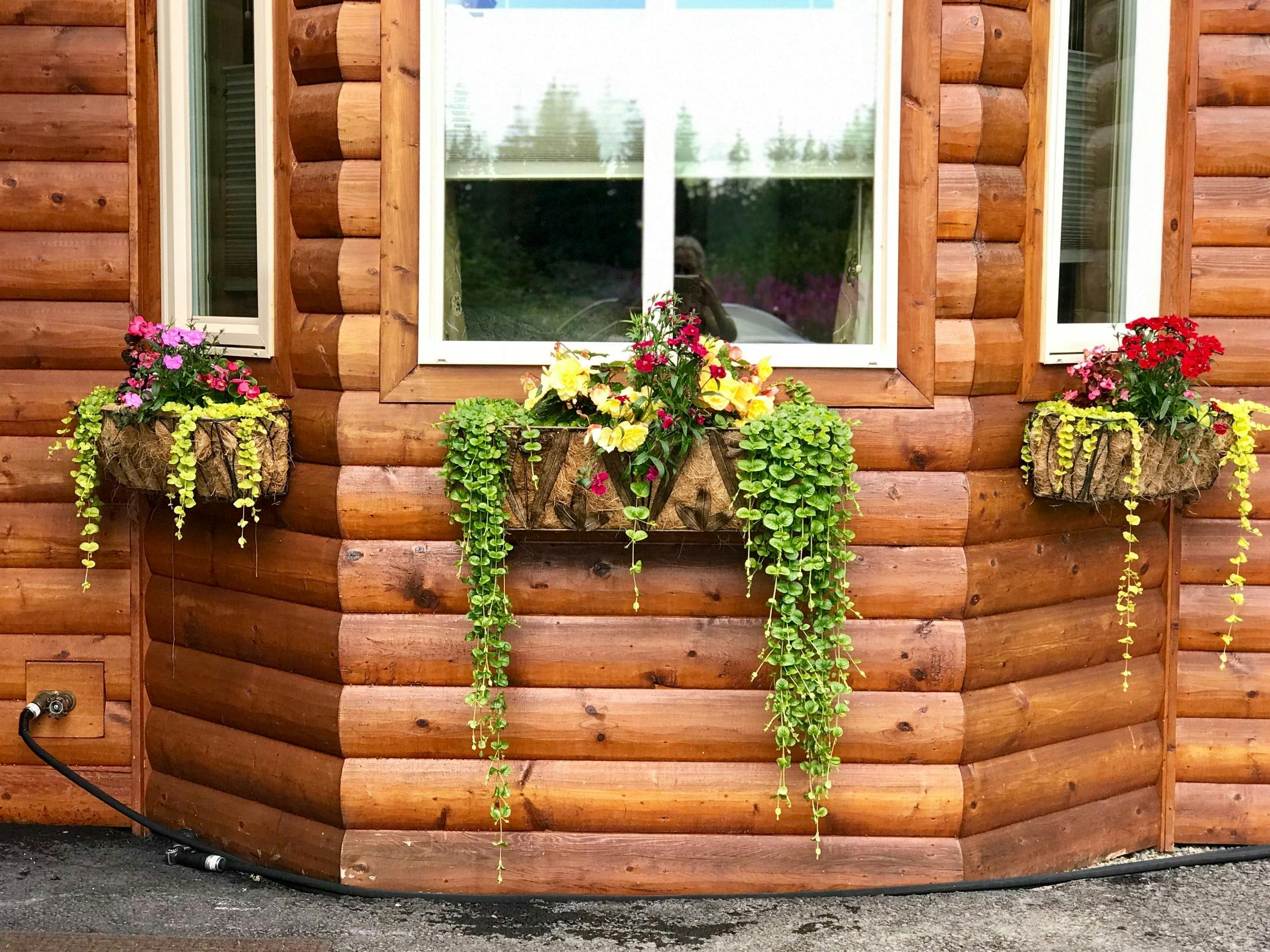 Log home bay window with flower boxes with yellow and pink flowers