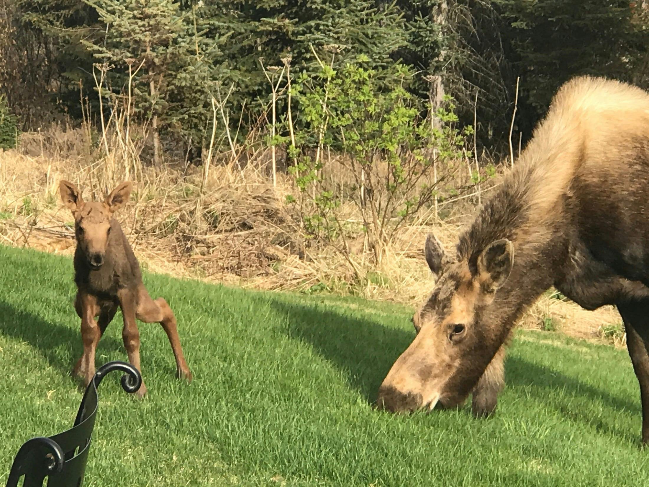 Mama moose with baby moose in backyard of inn eating grass