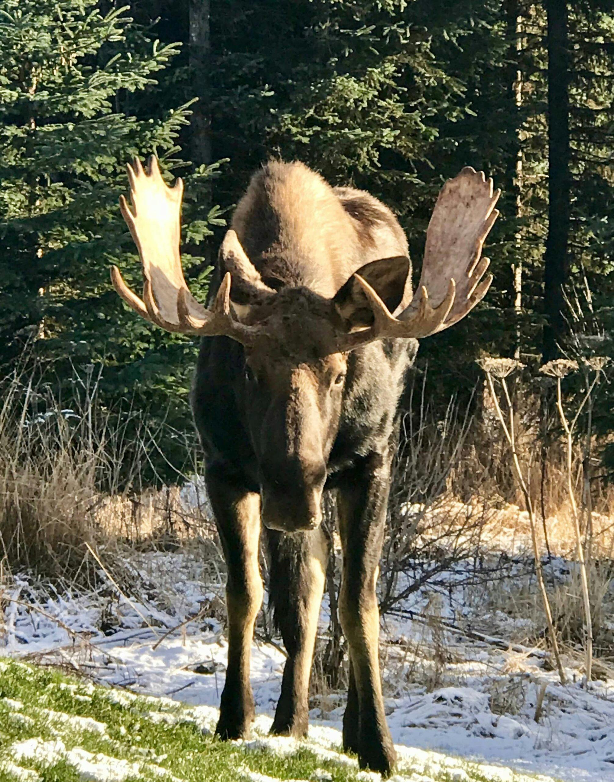 Adult moose with large antlers, standing in woods with some snow on the ground