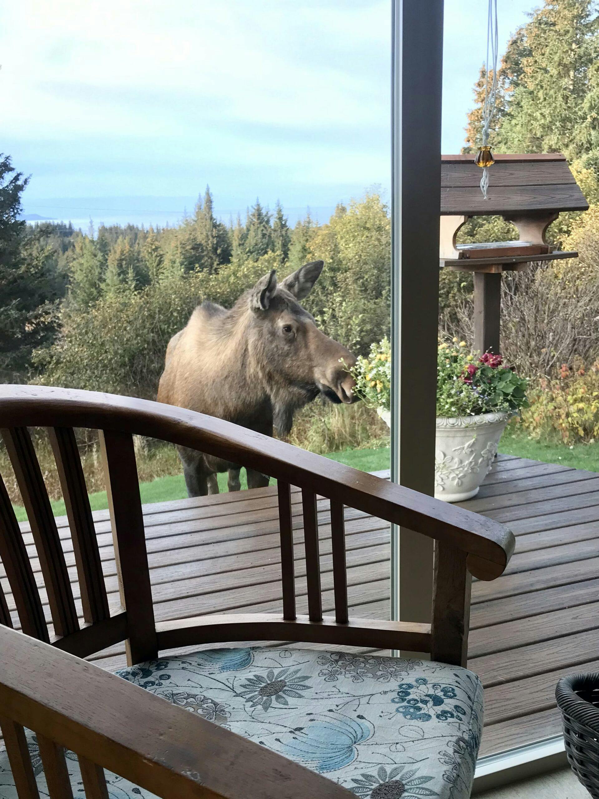 Moose standing beside porch with bird feeder in background.