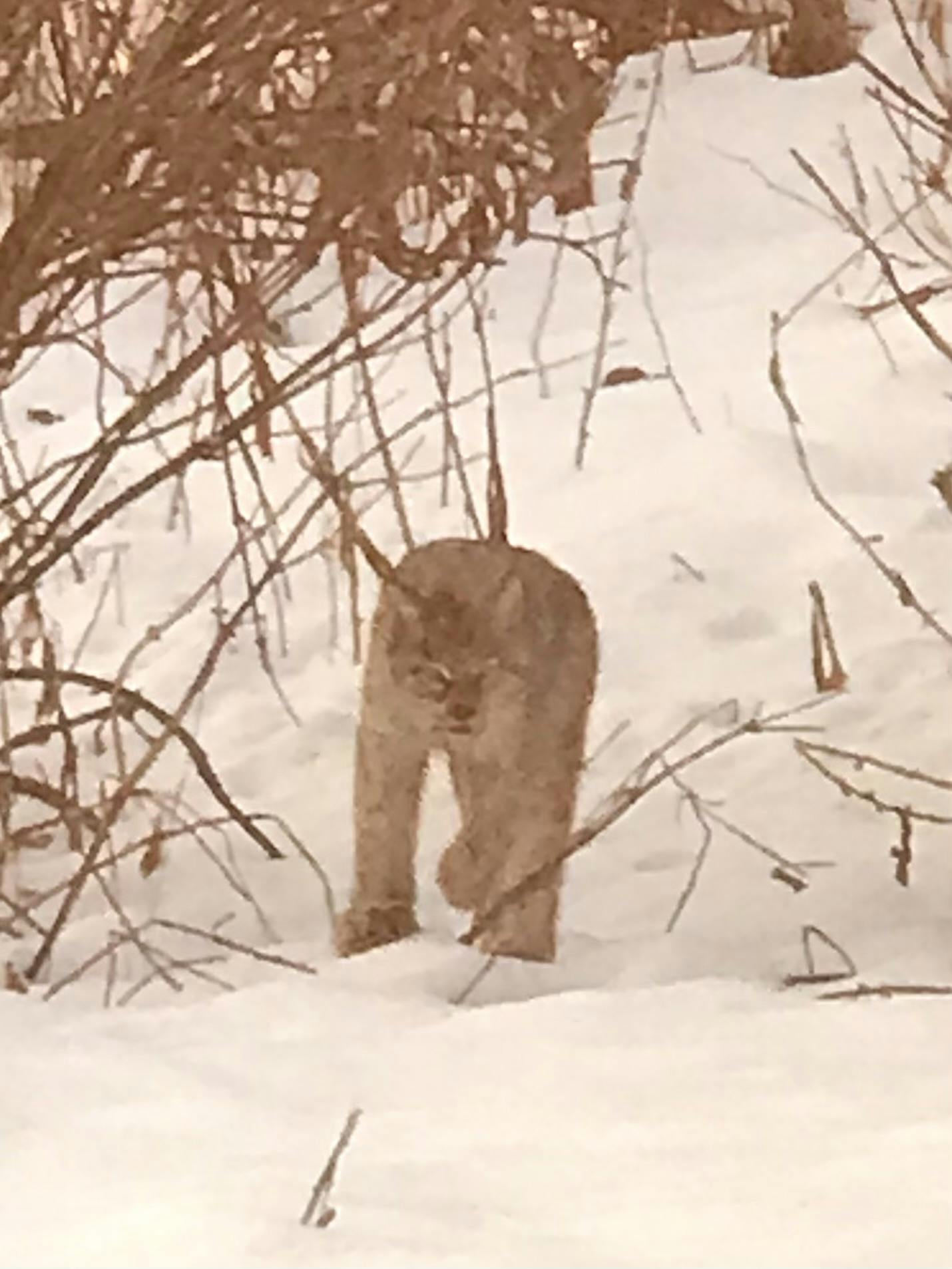 Closeup image of Puma in wild