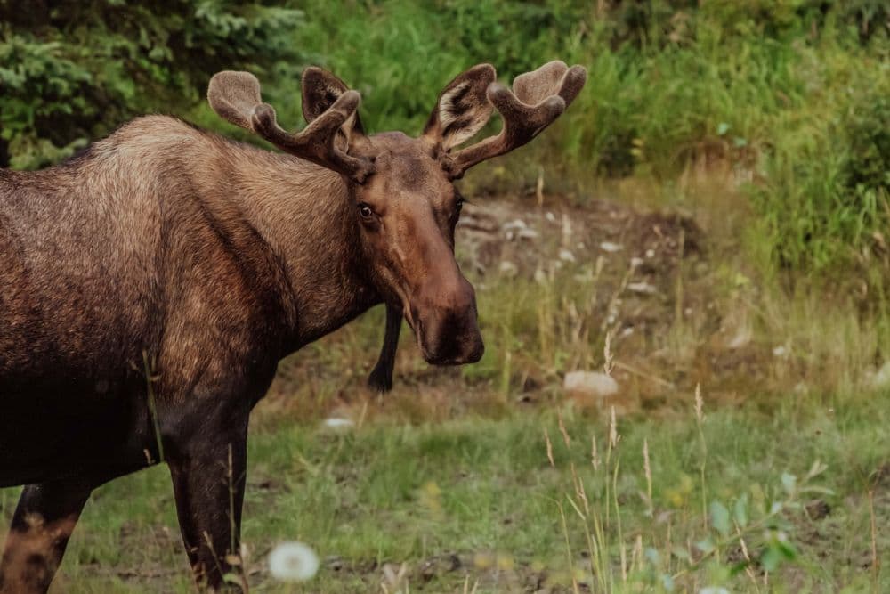 A large brown moose with antlers standing in a forest