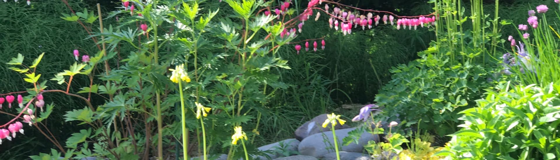 Garden area with rocks, bushes, and pink bleeding heart plants