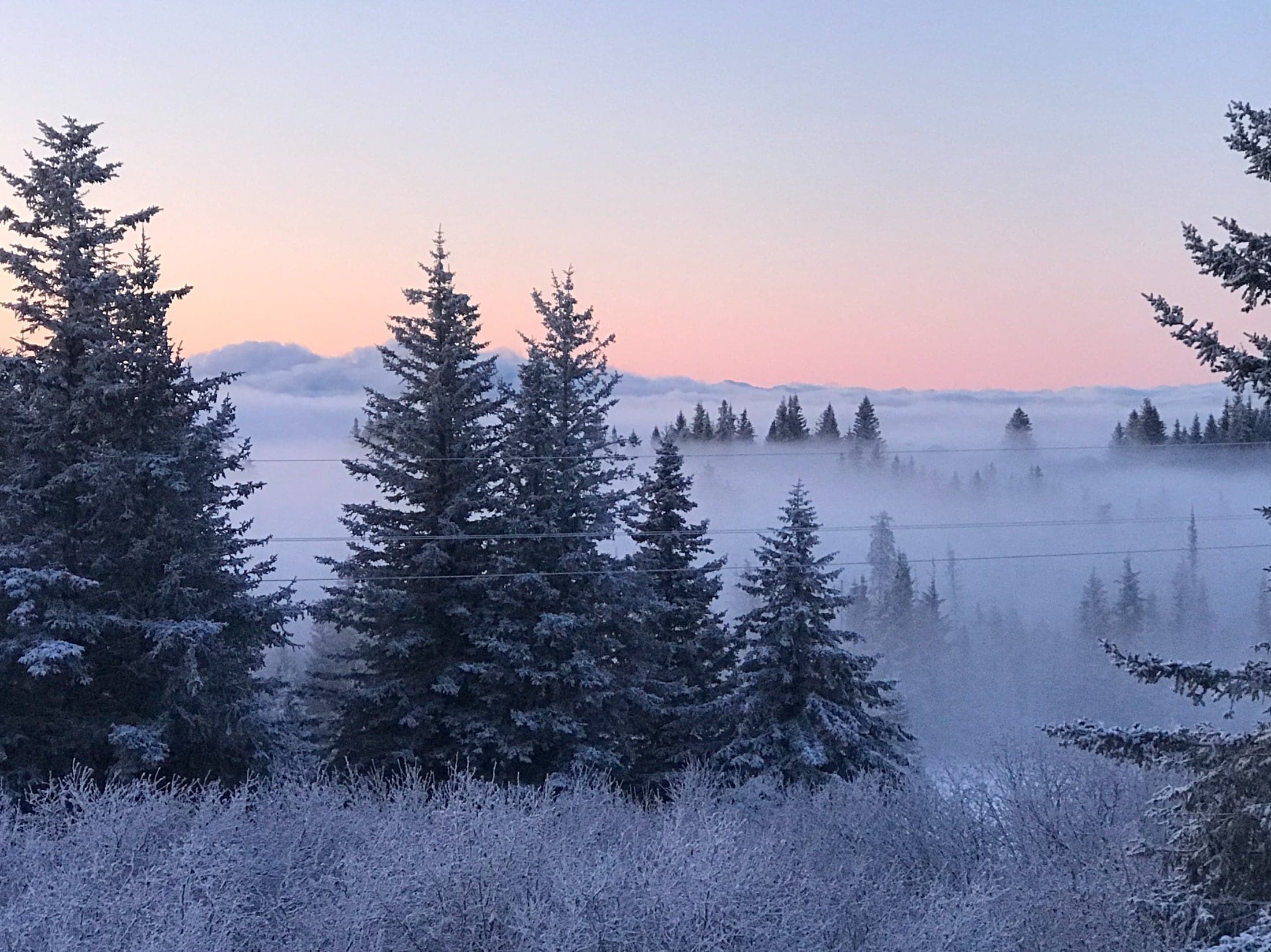 Low clouds and fog interspersed among trees in a valley with sunrise skies