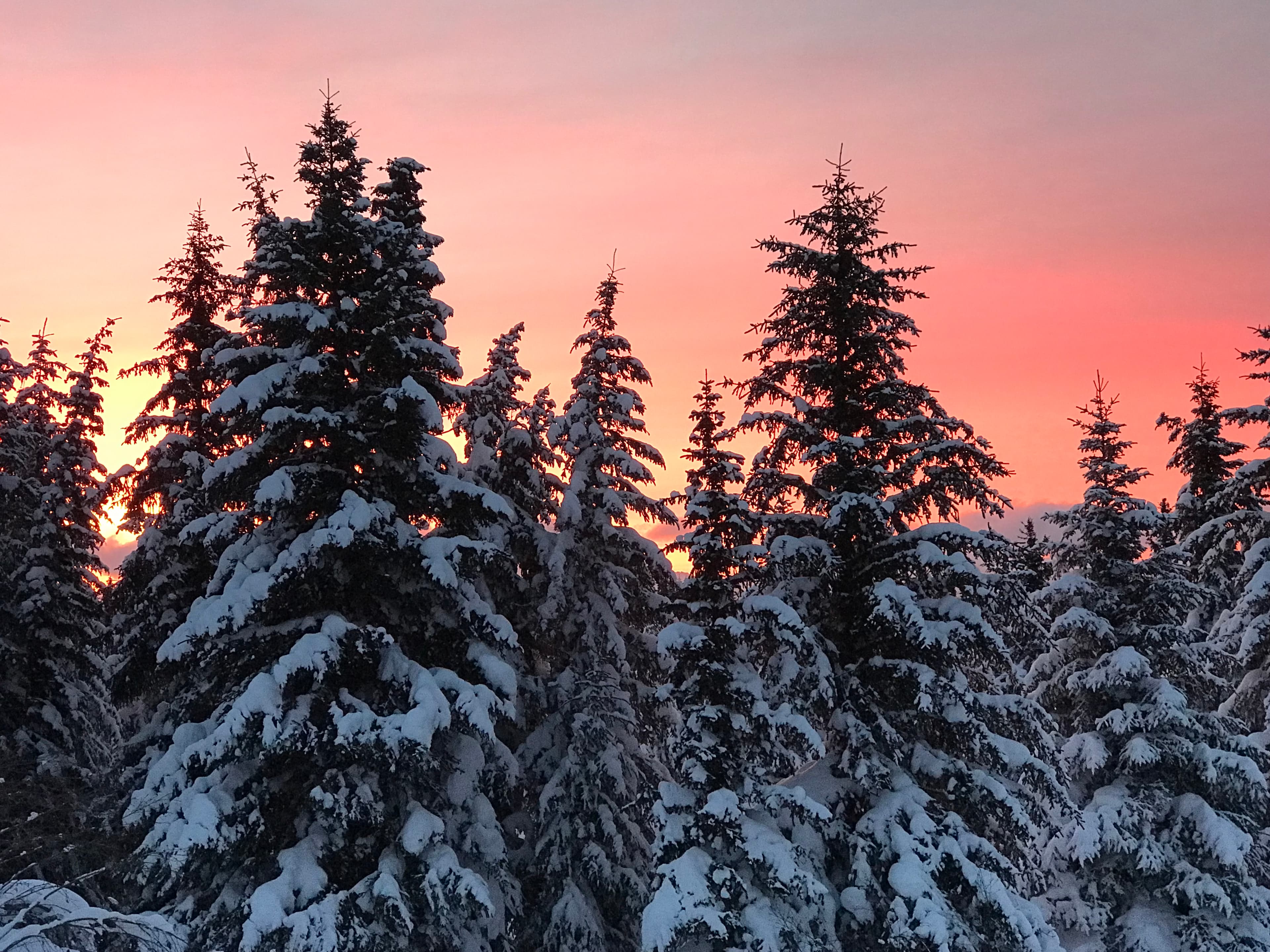 Peach colored sunset wrapping a snow covered conifer forest