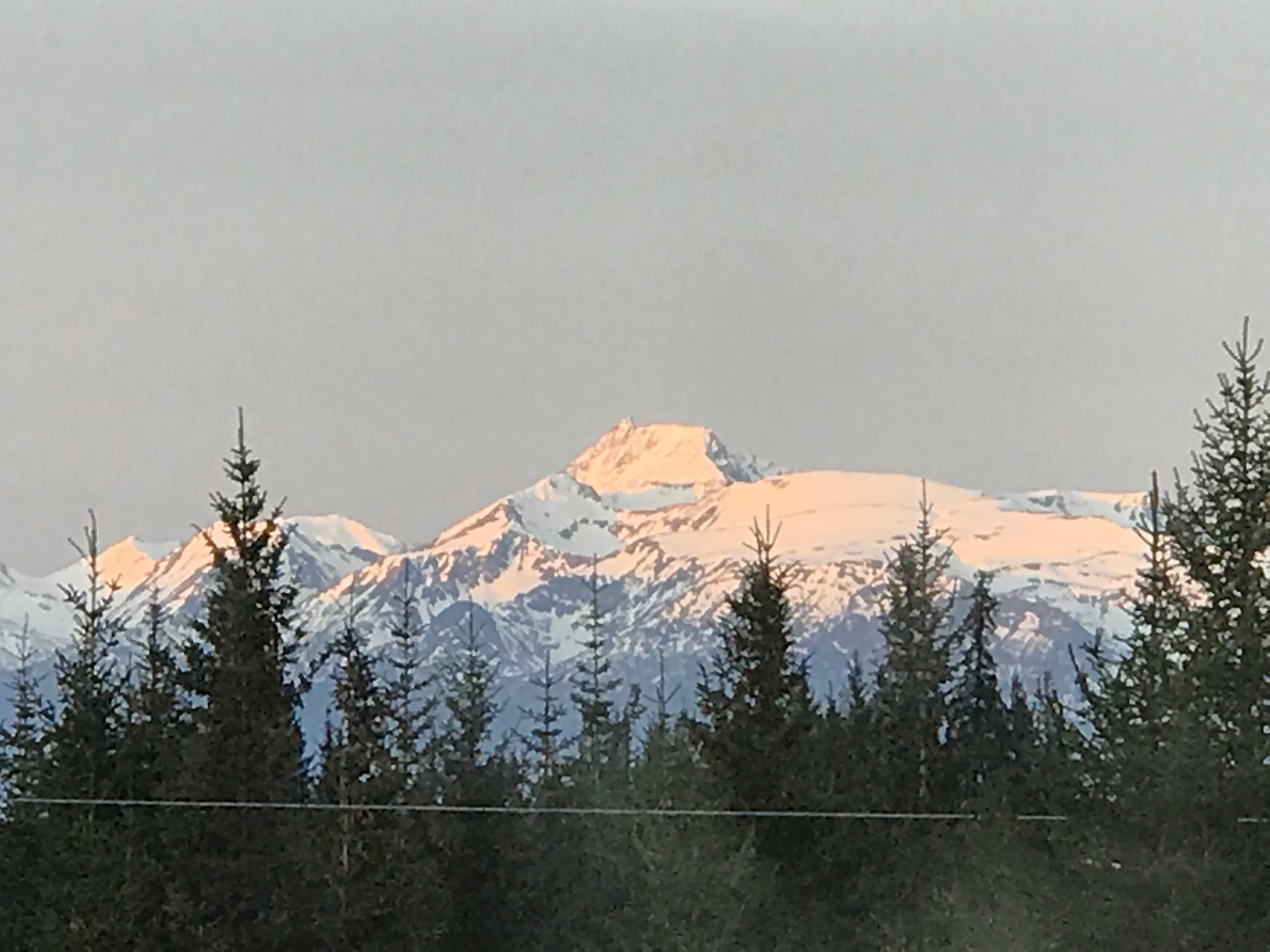 View of tall pine trees with snow-capped mountains in the background