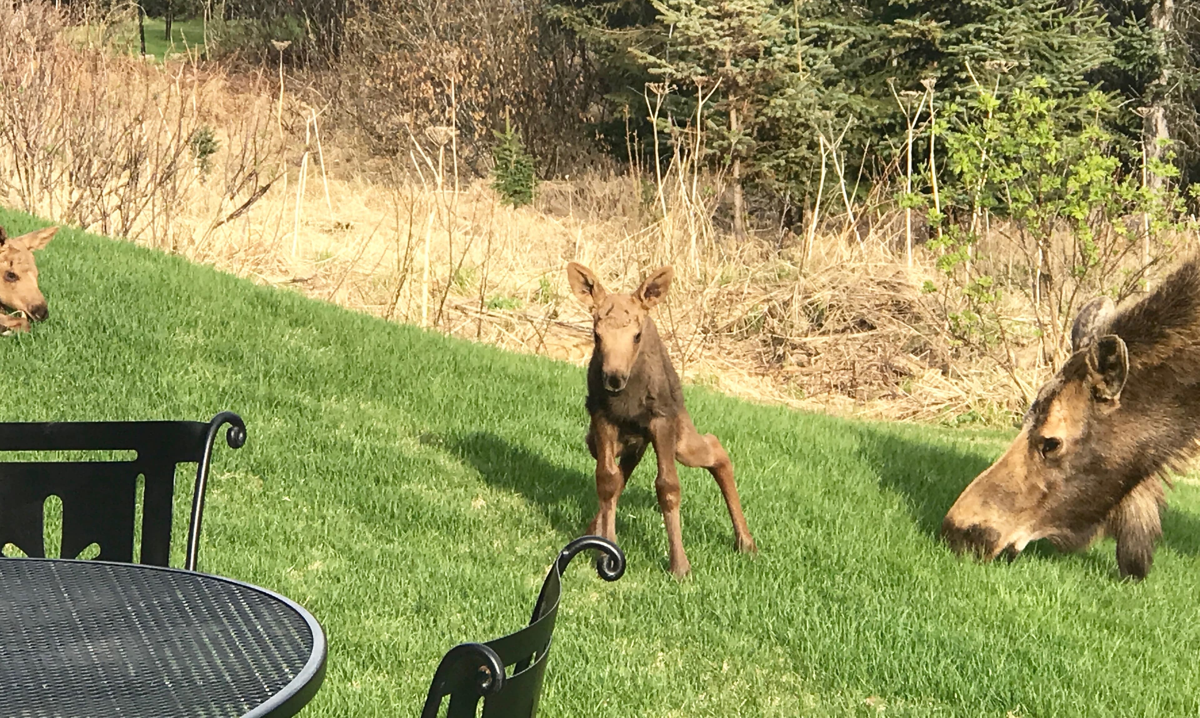 Baby moose and mother moose visiting below Bear Paw window